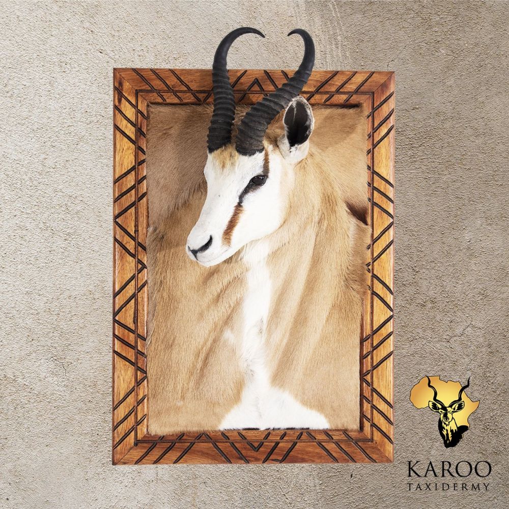 Common Springbuck Framed Wall Portrait &ndash; Looking Quarter Right
