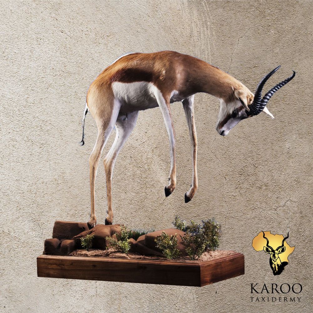 Common Springbuck Pronking Full Mount &ndash; Head Down, Looking Straight on Custom Habitat Base