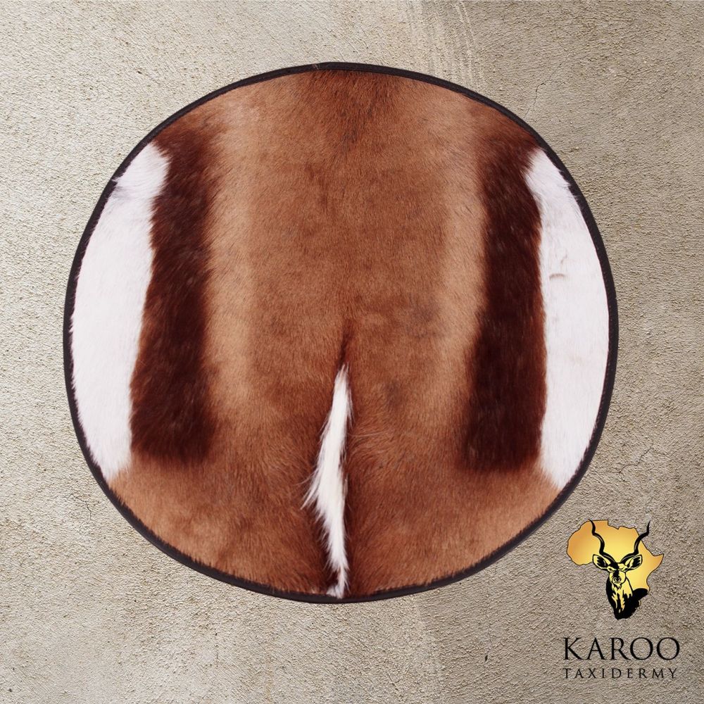Common Springbuck Flat Skin Finished Round with Chocolate Leather Trim
