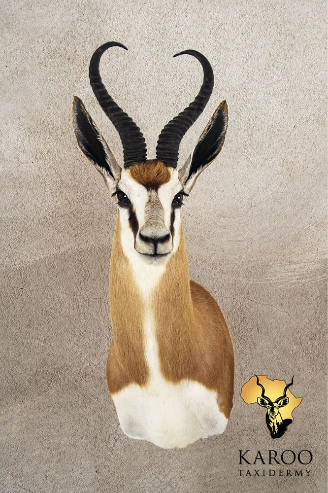 Common Springbuck Shoulder Mount Looking Eighth Left