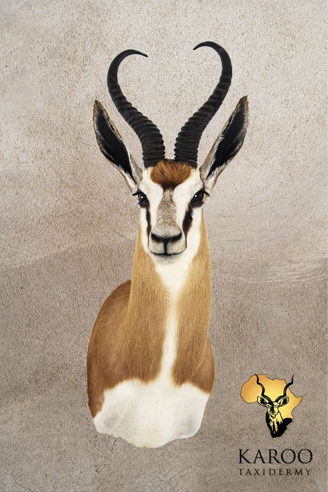 Common Springbuck Shoulder Mount Looking Eighth Right