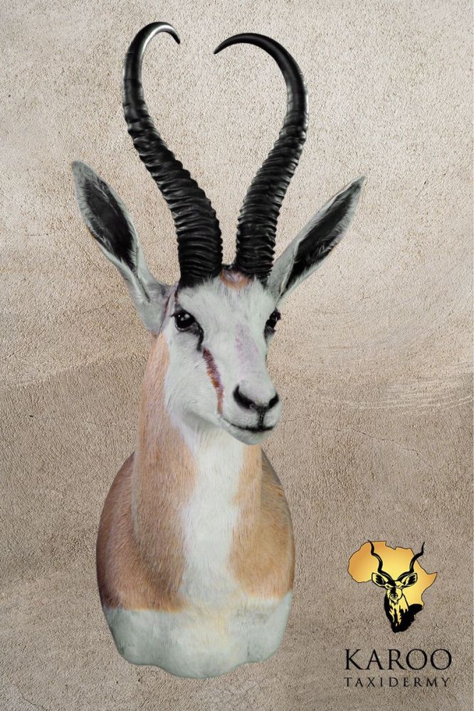 Common Springbuck Shoulder Mount Looking Eighth Left