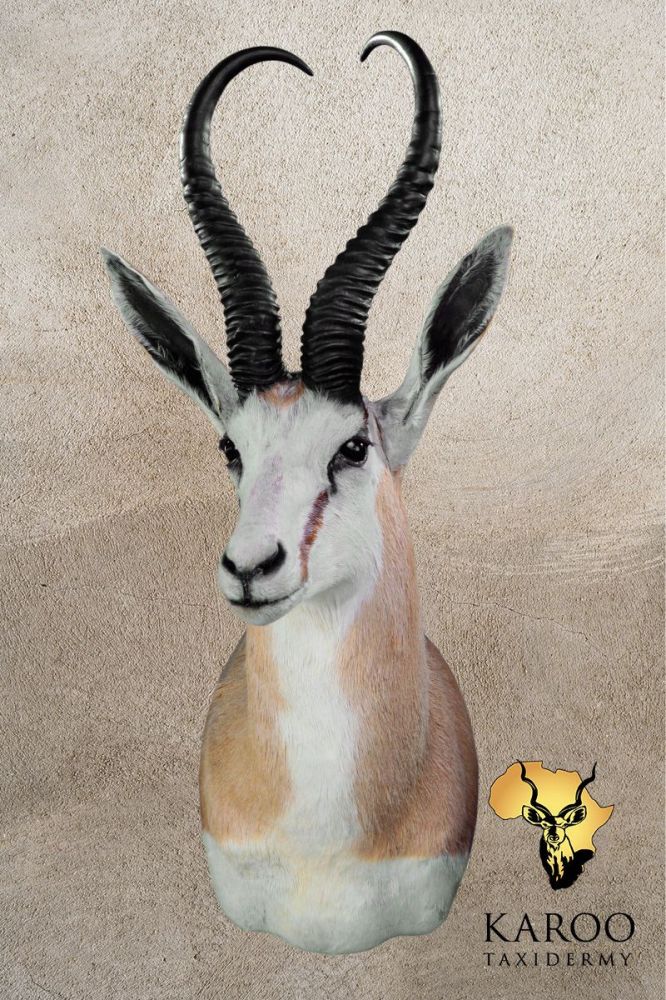 Common Springbuck Shoulder Mount Looking Eighth Right