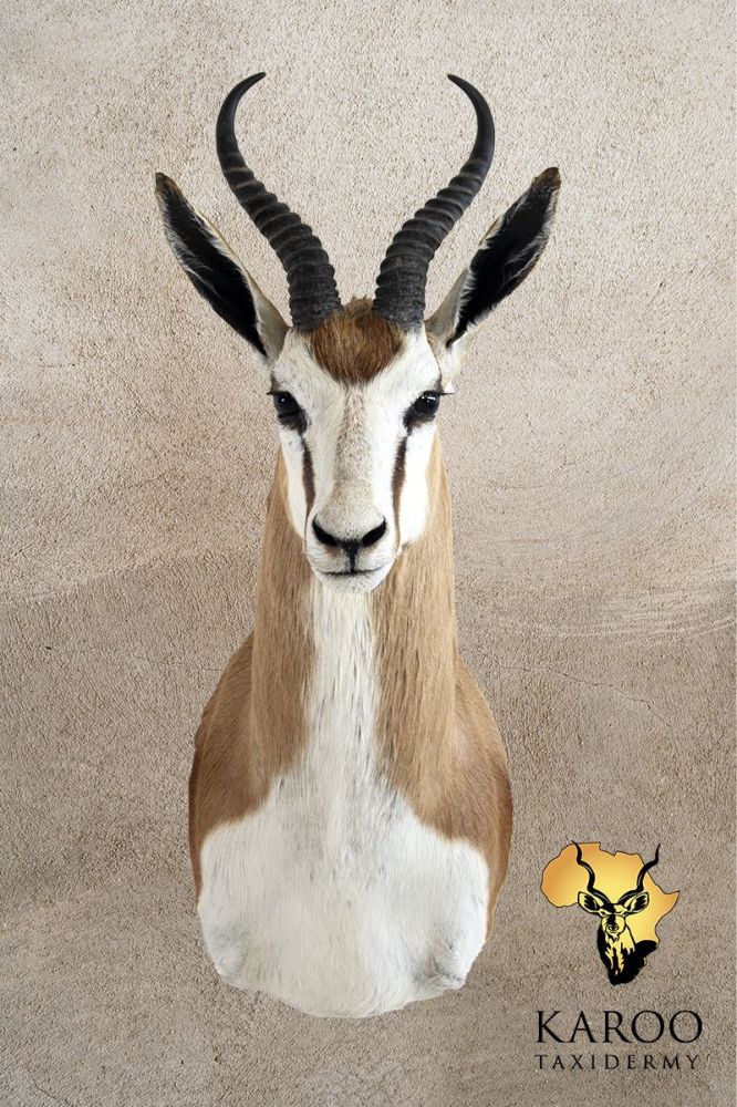 Common Springbuck Shoulder Mount Looking Straight