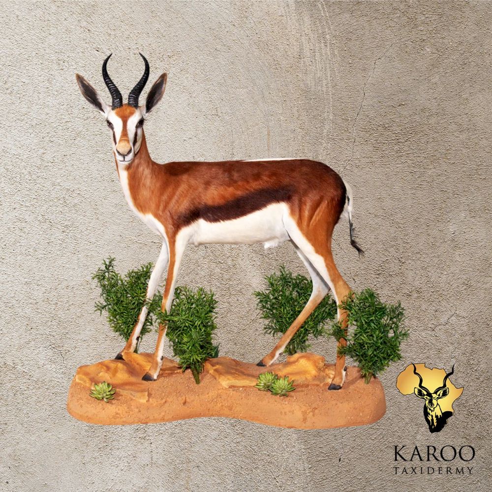 Common Springbuck Standing Full Mount &ndash; Looking 90 Degrees Left on Custom Habitat Base