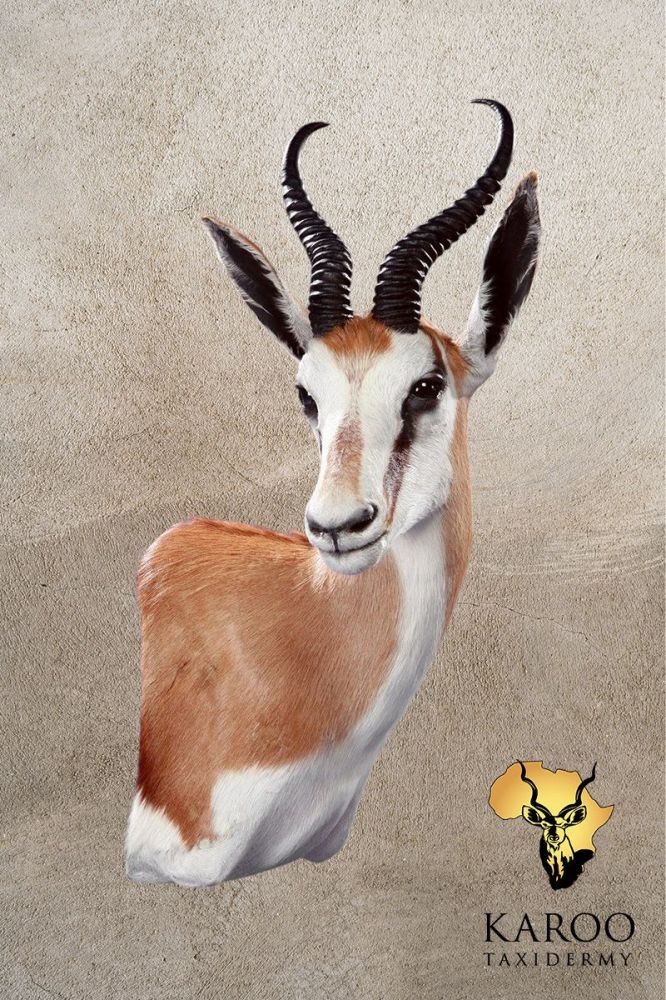 Common Springbuck Wall Pedestal &ndash; Left Turn, Looking Quarter Right