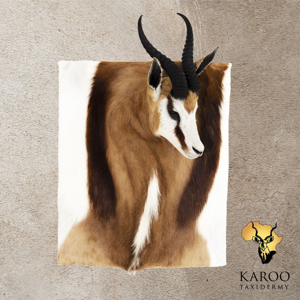 Common Springbuck Wall Portrait &ndash; Looking Quarter Left