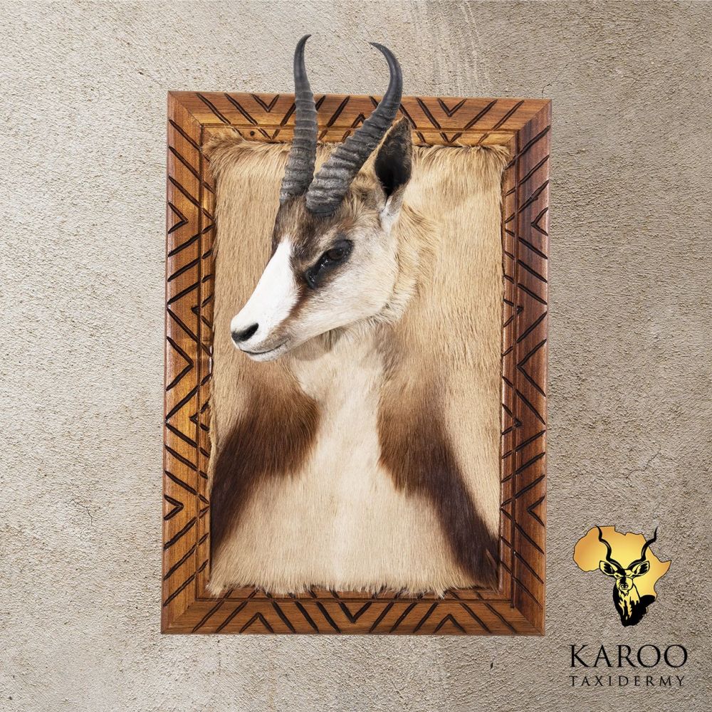 Copper Springbuck Framed Wall Portrait &ndash; Looking Quarter Right
