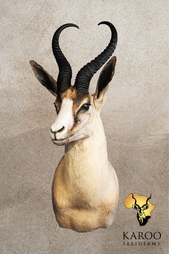 Copper Springbuck Shoulder Mount &ndash; Looking Eighth Right