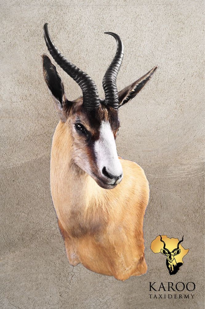 Copper Springbuck Wall Pedestal &ndash;Left Turn,  Looking Quarter Left