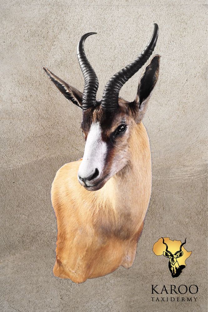 Copper Springbuck Wall Pedestal &ndash; Right Turn, Looking Quarter Right
