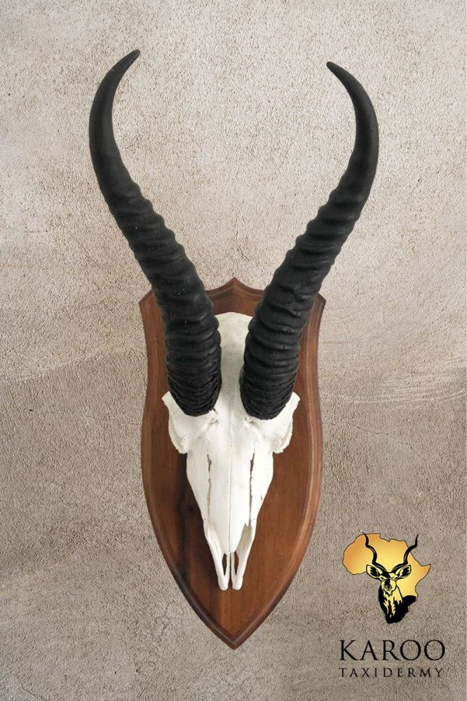 Springbuck European Mount