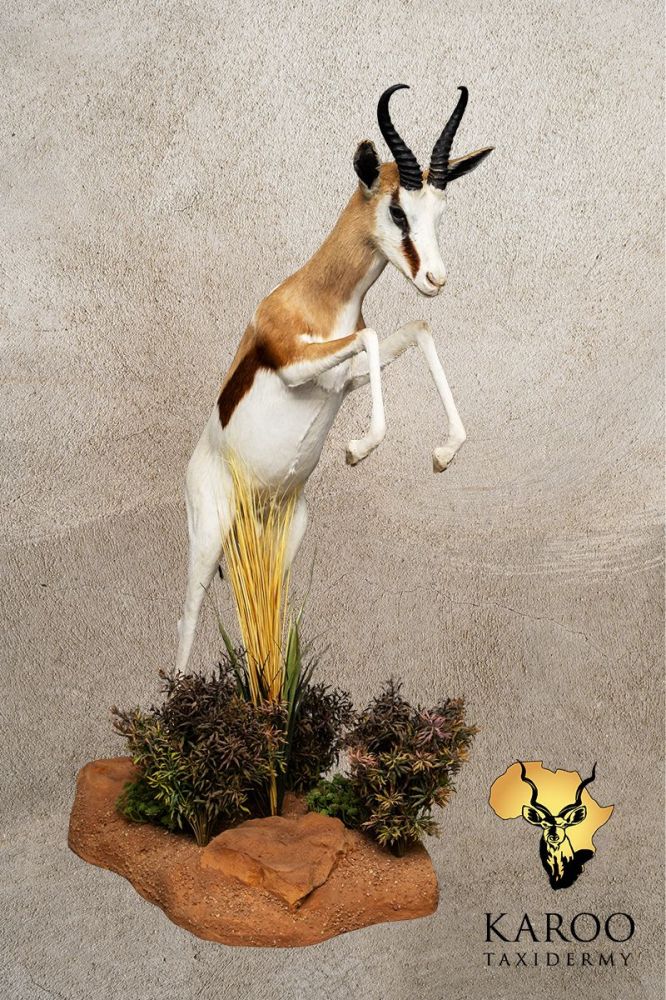 King Springbuck Pronking Full Mount &ndash; Looking Straight on Custom Habitat Base
