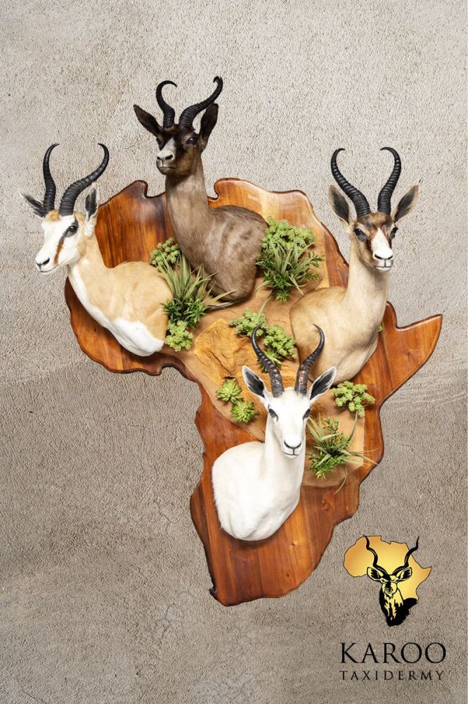 Springbuck Grand Slam Wall Display on Custom Africa-Shaped Base