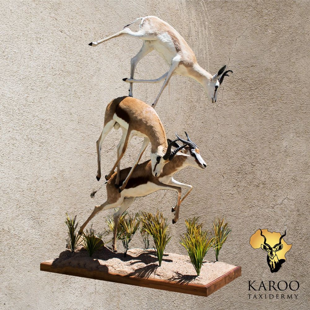 Three Common Springbuck Pronking Full Mounts on Custom Habitat Base