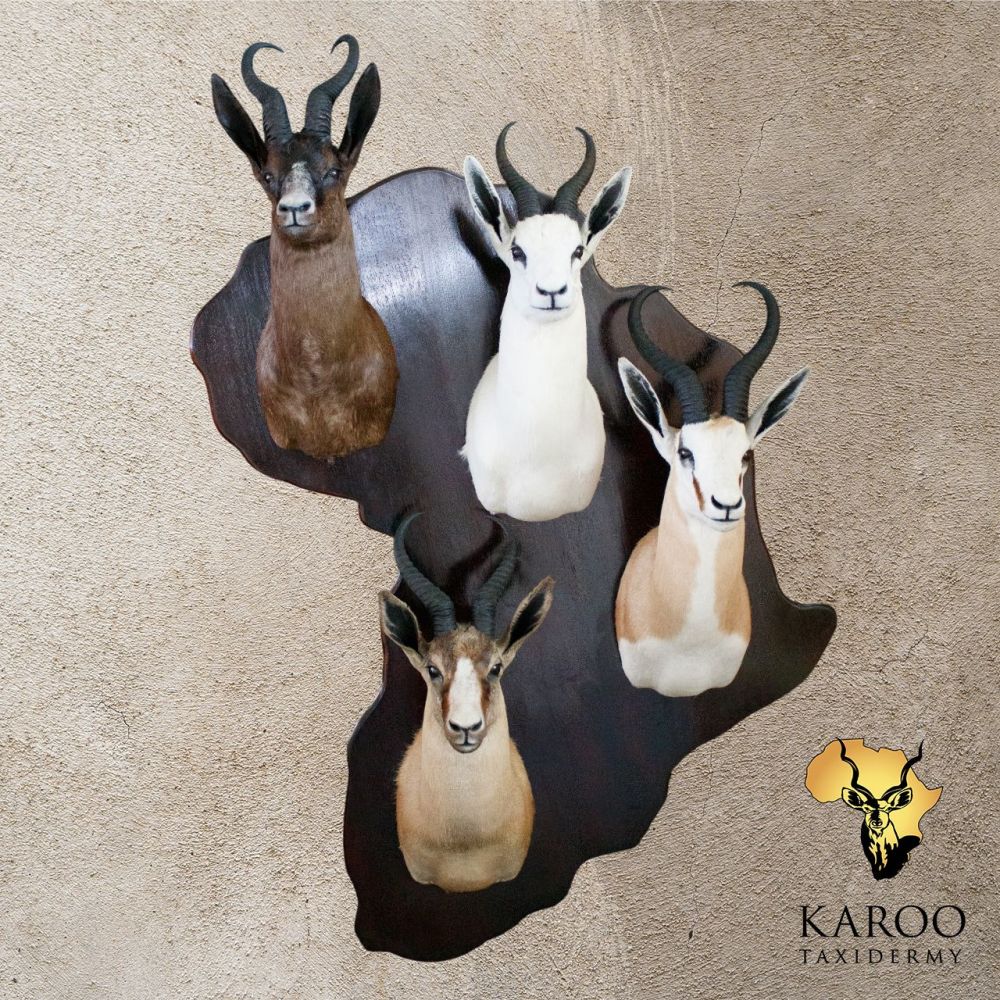 Springbuck Grand Slam Wall Display on Custom Africa-Shaped Base