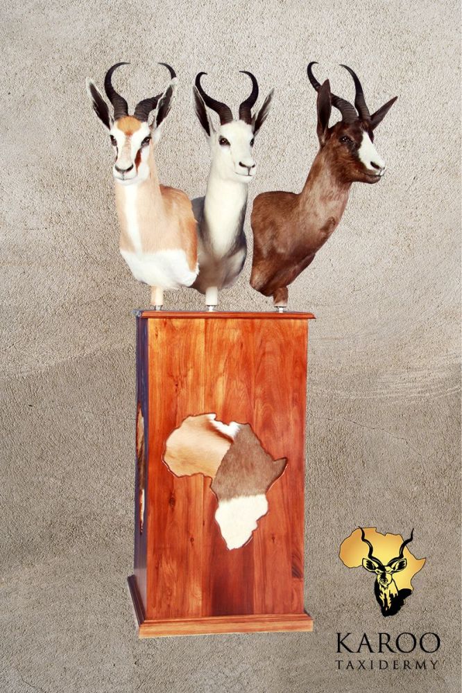 Common, White and Copper Springbuck Trio Pedestal Display with Africa Detail in Back Skins
