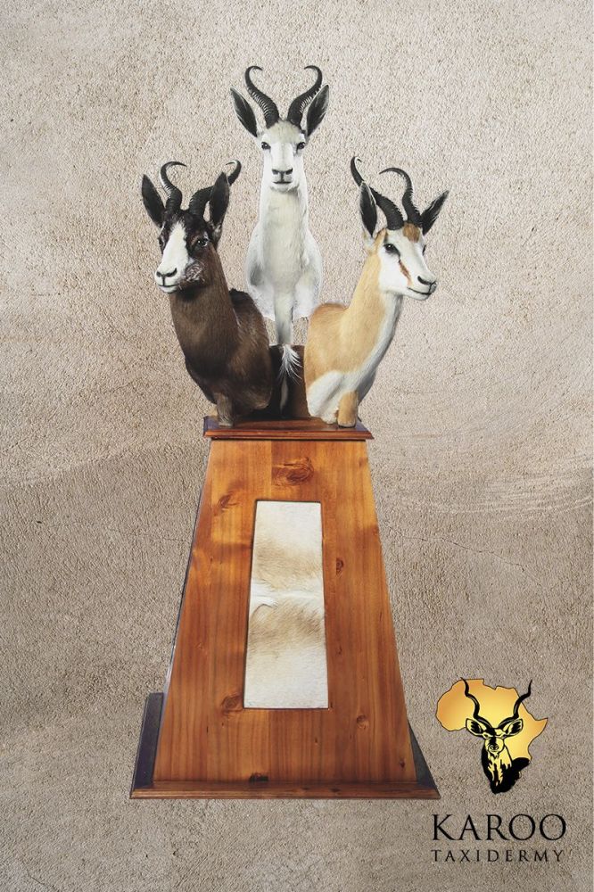Black, White and Common Springbuck Trio Pedestal Display With Back Skin Inserts