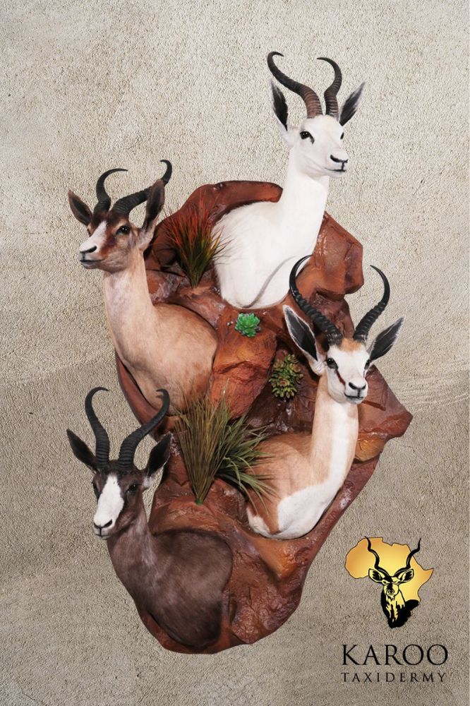 Springbuck Grand Slam Wall Display on Custom Rockery Wall Mounted Base