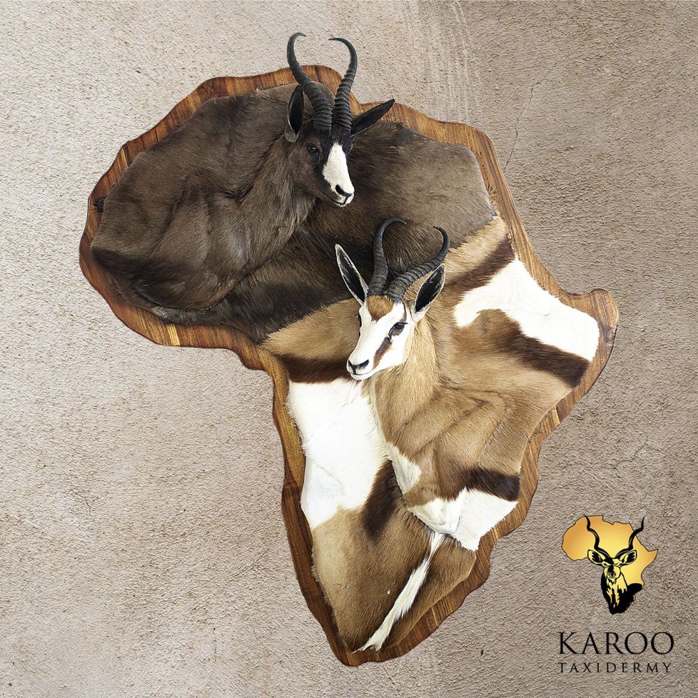 Black and Common Springbuck Wall Portrait Display on Custom Africa-Shaped Base