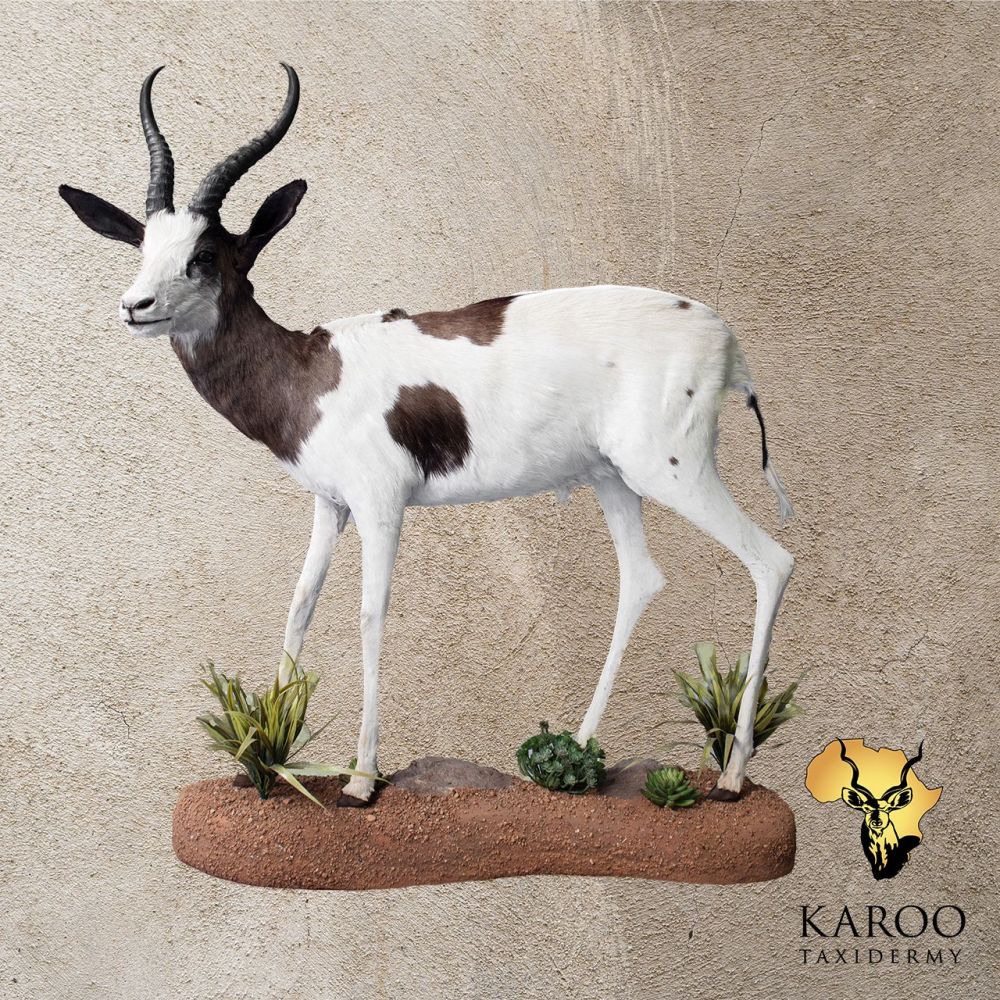 Painted Springbuck Standing Full Mount &ndash; Looking 45 Degrees Left on Custom Habitat Base