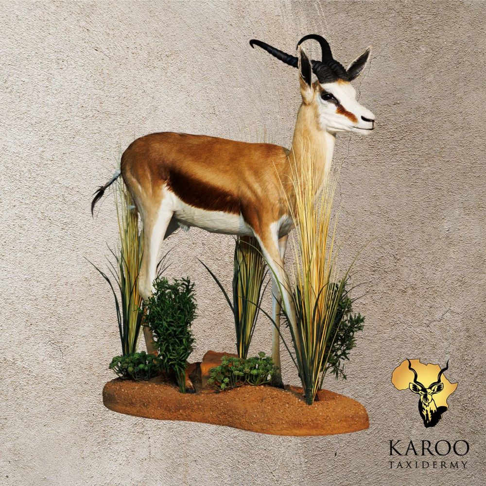 Common Springbuck Standing Full Mount &ndash; Looking Straight