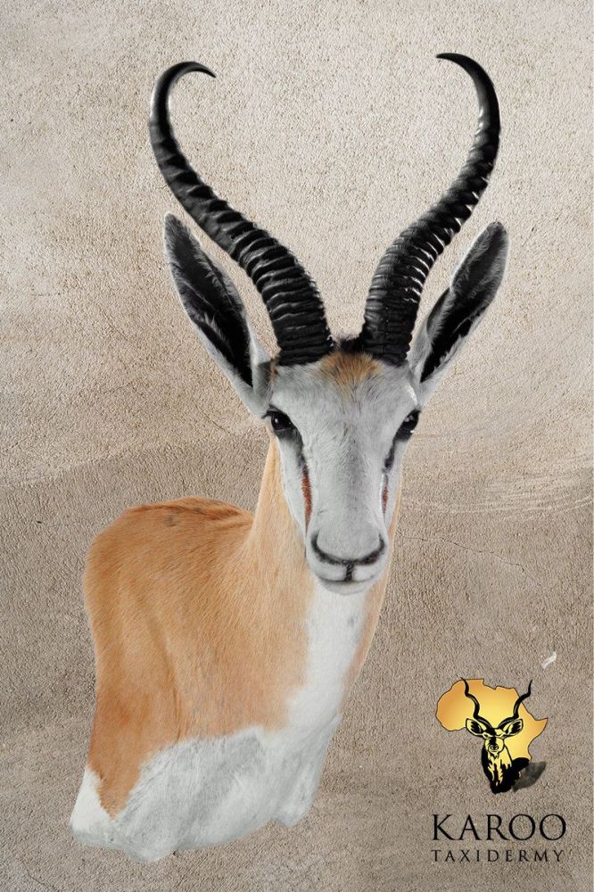Common Springbuck Wall Pedestal &ndash; Right Turn, Looking Eighth Left
