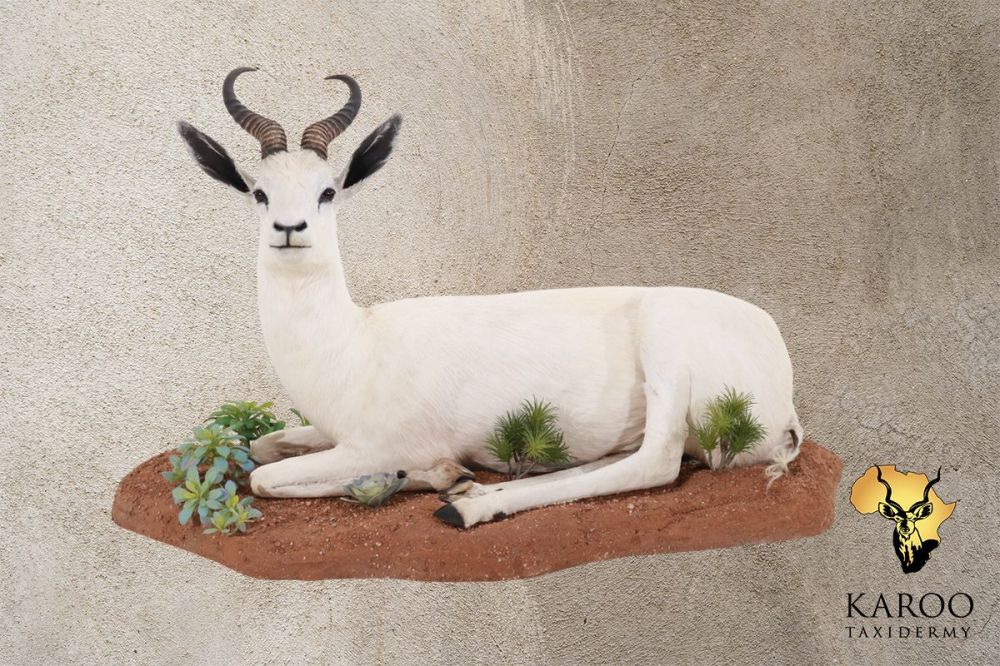 White Springbuck Lying Full Mount &ndash; Looking 90 degreesLeft on Custom Habitat Base