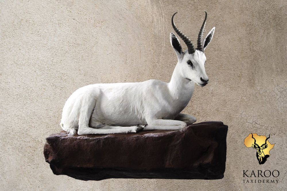 White Springbuck Lying Full Mount &ndash; Looking 45Degrees Right on Custom Rock Base