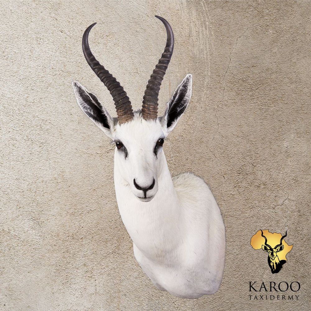 White Springbuck Shoulder Mount &ndash; Looking Eighth Left