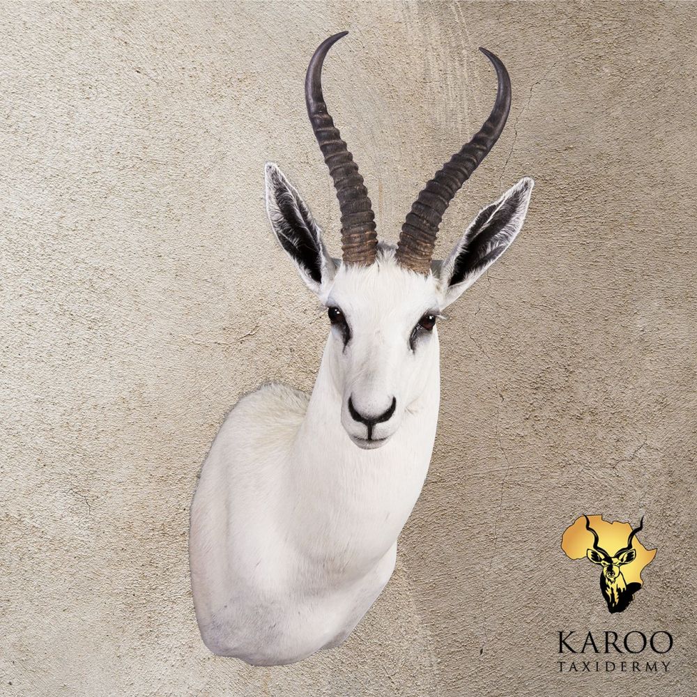White Springbuck Shoulder Mount &ndash; Looking Eighth Right