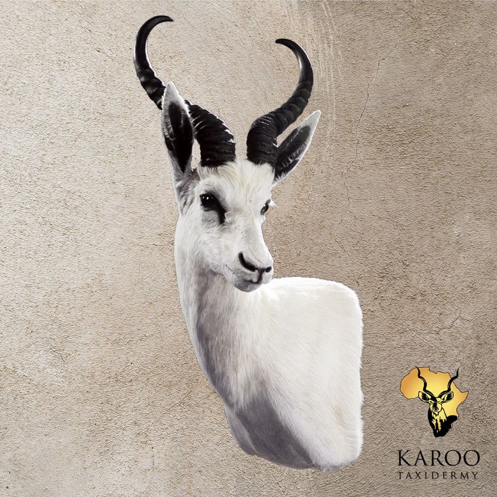 White Springbuck Wall Pedestal &ndash;Left Turn, Looking Quarter Left