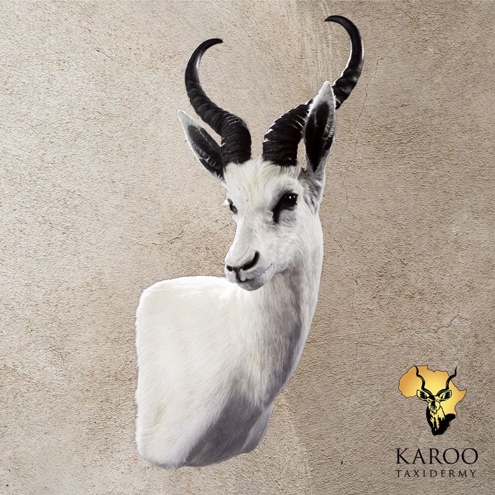 White Springbuck Wall Pedestal &ndash; RighTurn, Looking Quarter Right