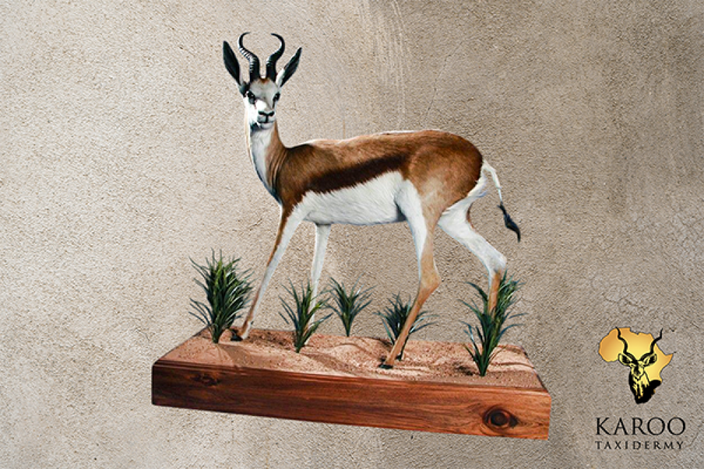 Common Springbuck Full Mount Looking 115 Degrees Left on a Wooden Habitat Floor Base