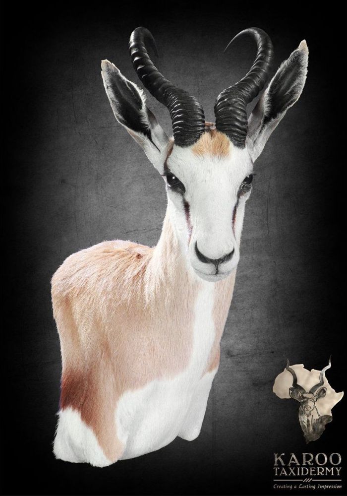 springbuck_wall_mount2_crop