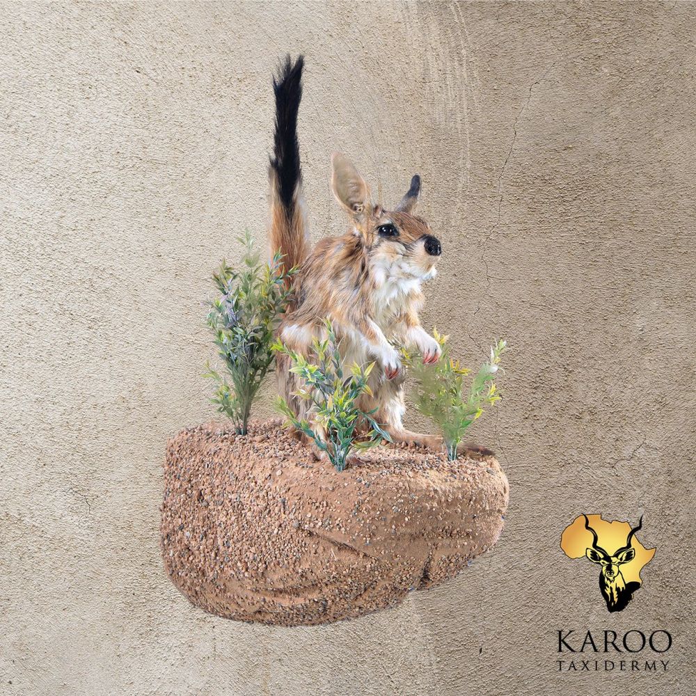 Springhare Full Mount &ndash; Standing Alert, Looking Straight on Custom Habitat Wall Base