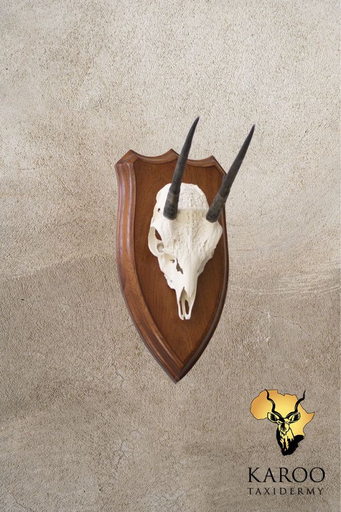 Steenbok European Mount on Hardwood Shield