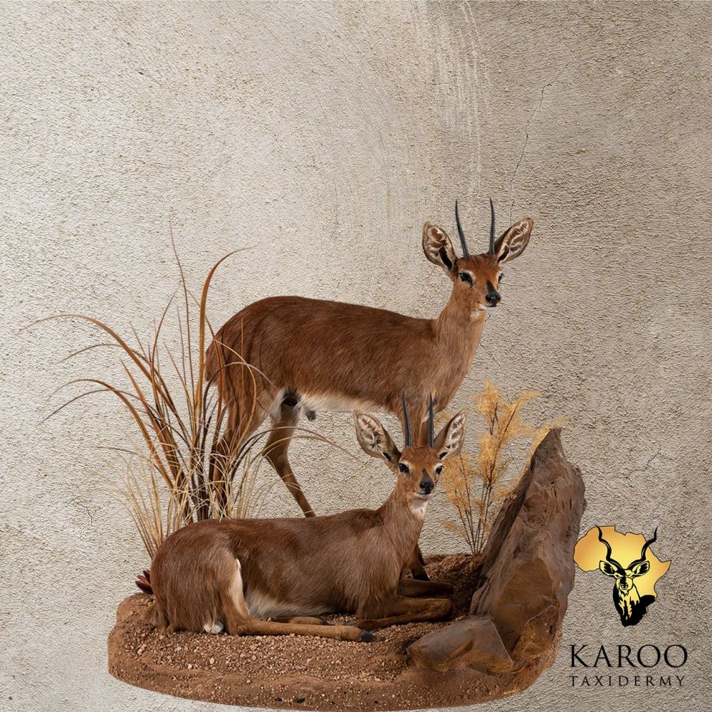 Steenbok Full Mount Rams on a Custom Habitat Floor Base