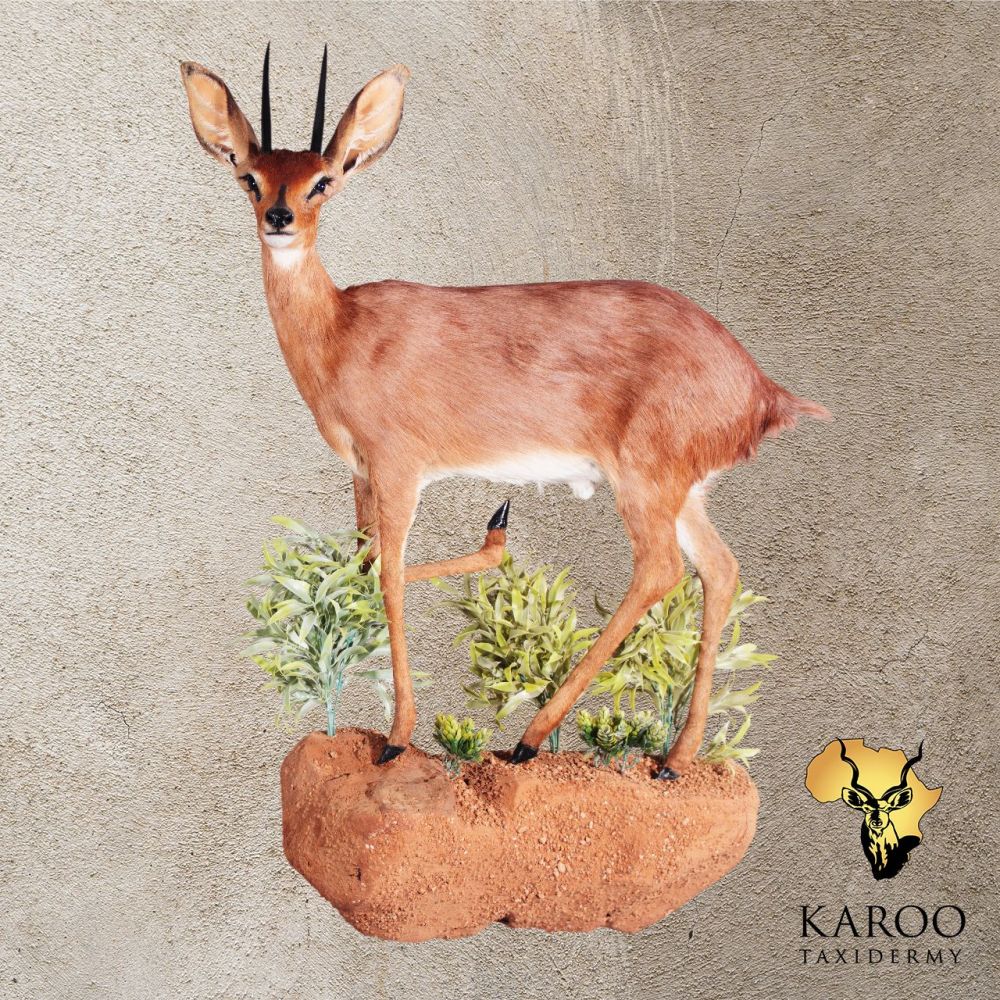 Steenbok Standing Full Mount Turned to the Right Looking 90&deg; on a Custom Habitat Wall Base