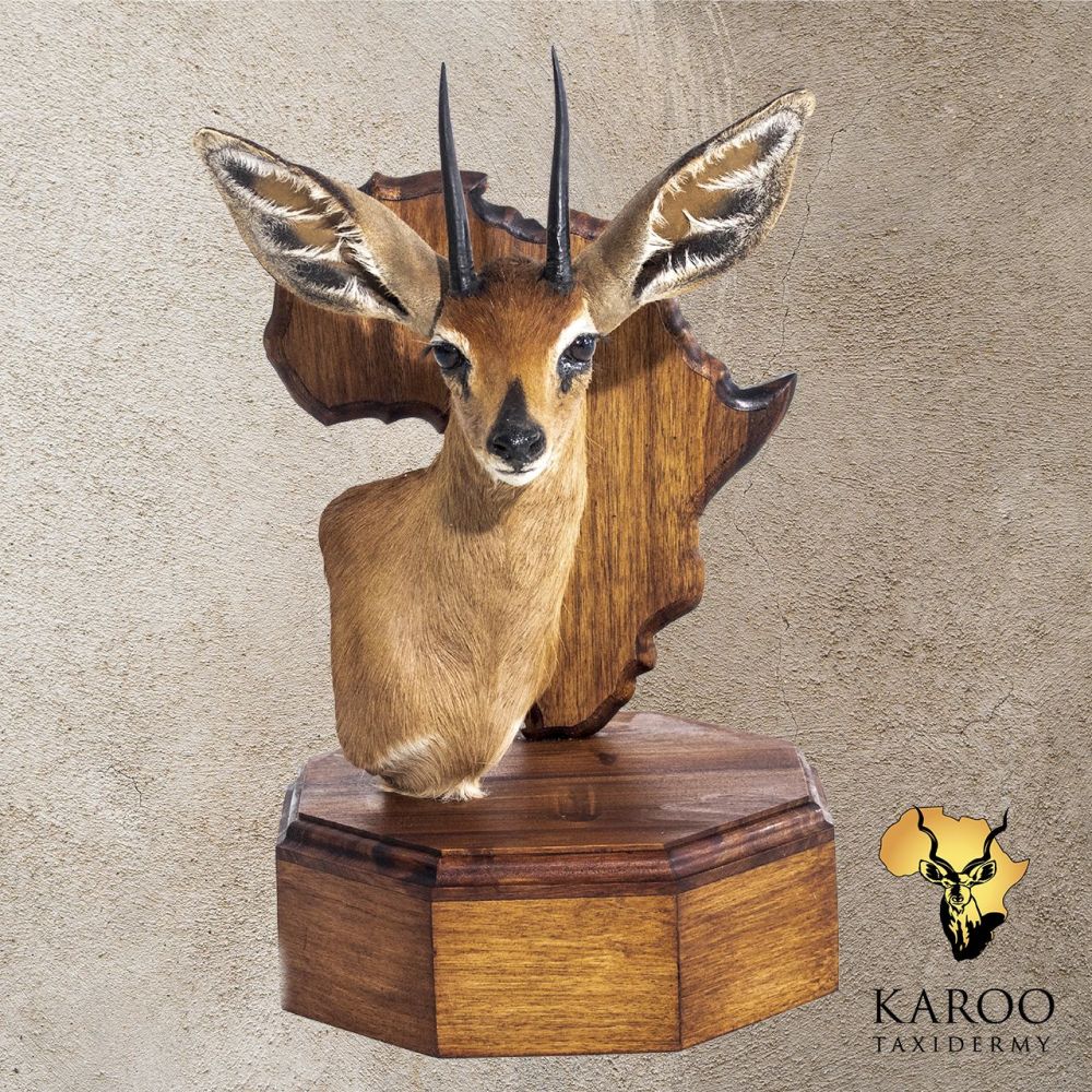 Steenbok Table Pedestal Mount Looking Straight on an African Shield Base