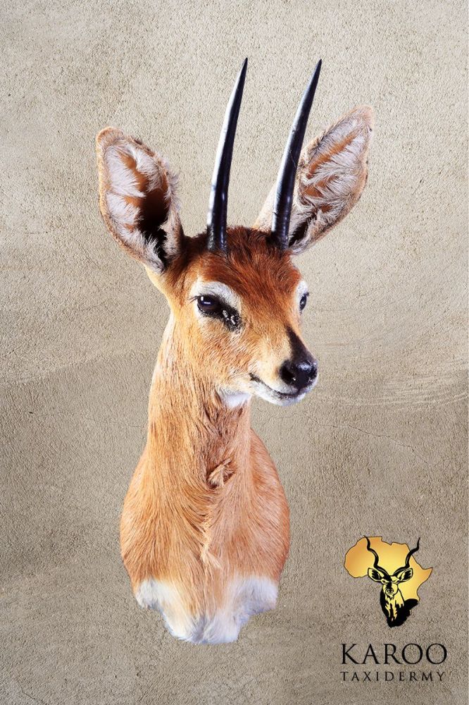 Steenbok Shoulder Mount Looking Eighth Left