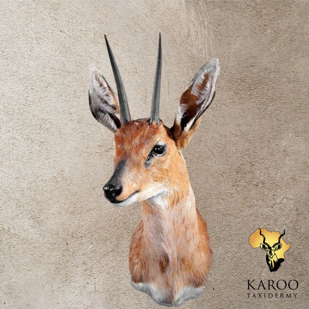 Steenbok Shoulder Mount Looking Eighth Right