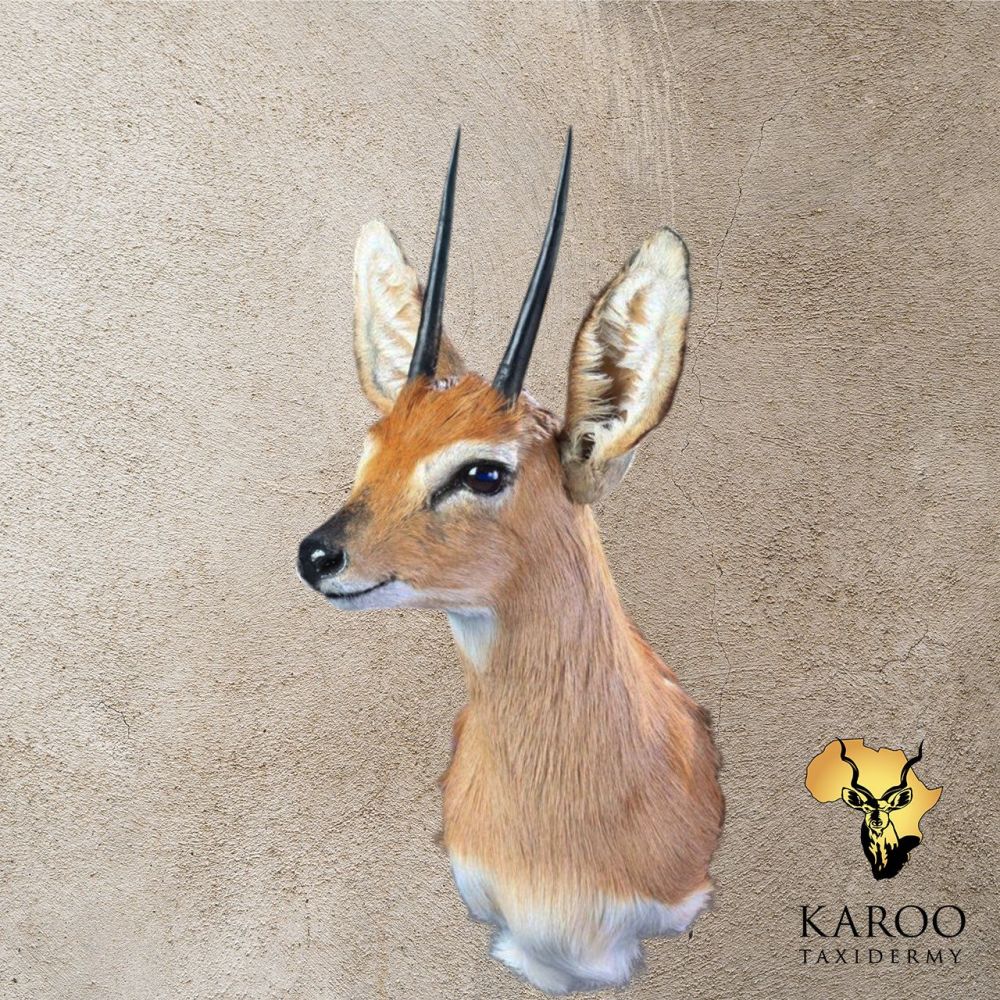 Steenbok Shoulder Mount Looking Quarter Left