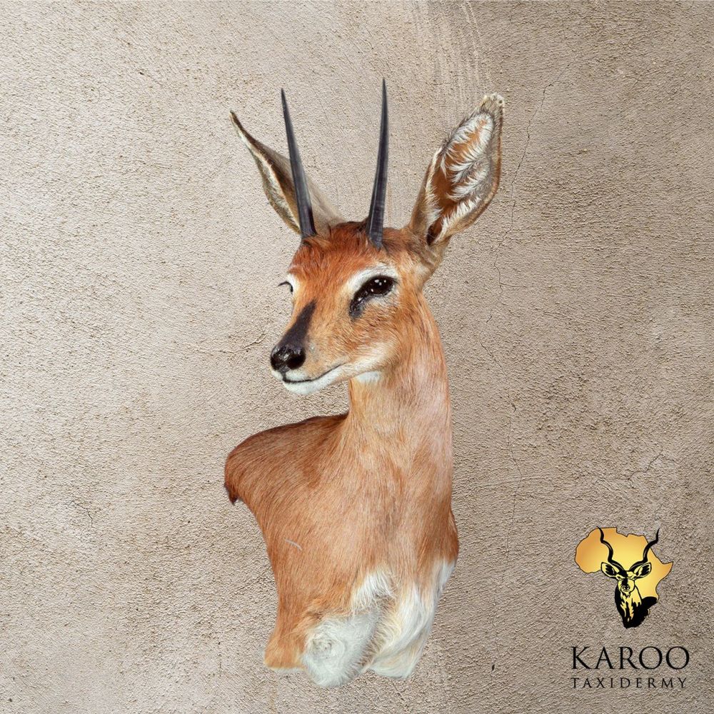 Steenbok Wall Pedestal – Left Turn Looking Half Right