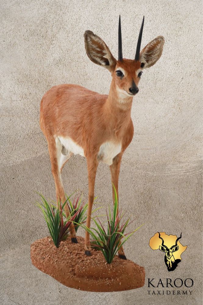 Steenbok Standing Full Mount Looking Straight 0&deg; on a Custom Habitat Floor Base