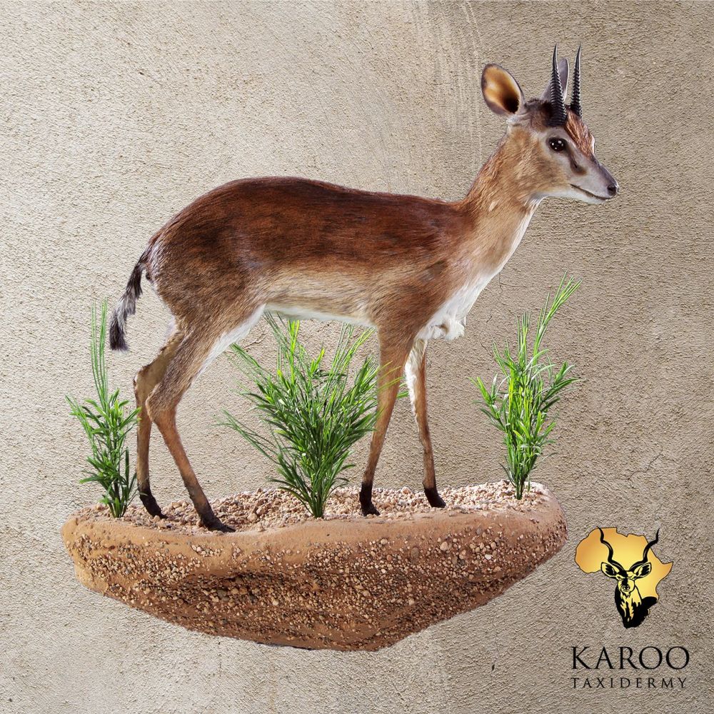 Suni Standing Full Mount Looking Straight 0&deg; on a Custom Habitat Floor Base