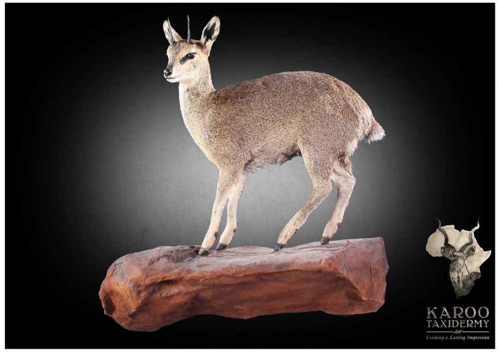 trophy_mount_klipspringer.jpg