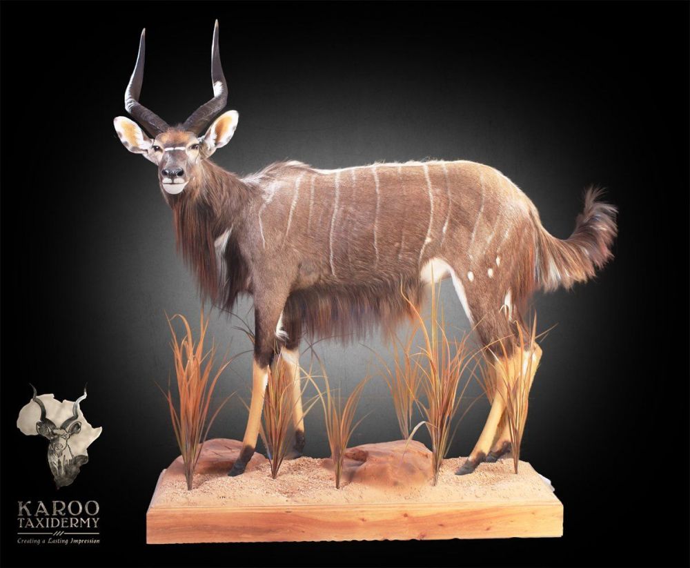 Nyala Full Mount