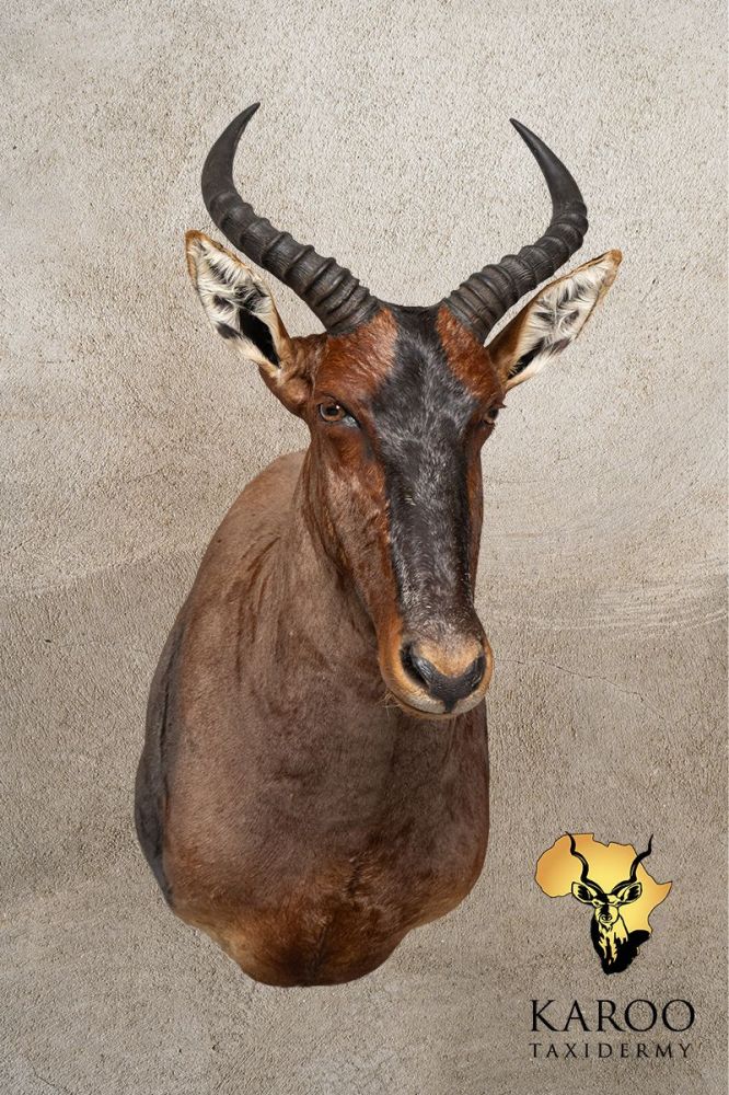 Tsessebe Shoulder Mount Looking Straight