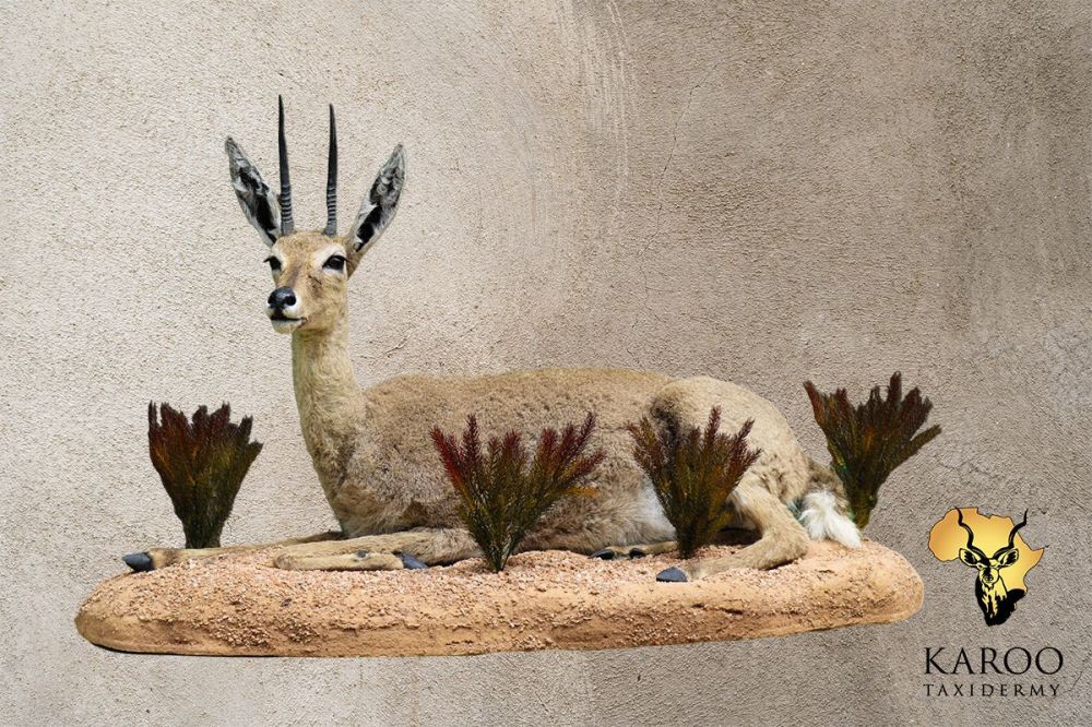 Vaal Rhebuck Lying Full Mount Turned to the Left Looking 45&deg; on a Custom Habitat Floor Base